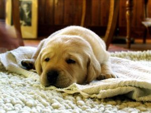 how to clean dog diarrhea off carpet